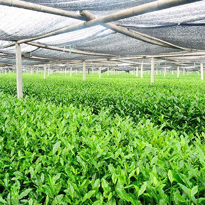 matcha tea garden